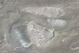 Fossil Bird Tracks - Green River Formation, Utah #106127-2